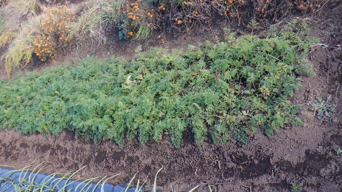 f:id:cafelegume:20201206214742j:plain