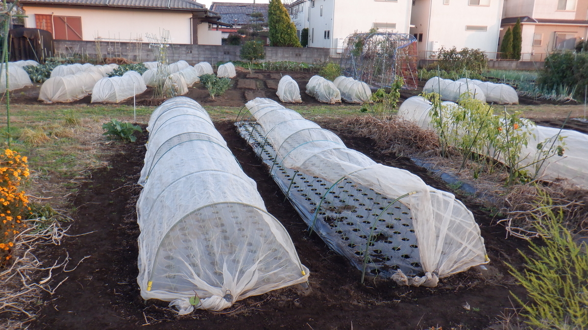 f:id:cafelegume:20201206215634j:plain