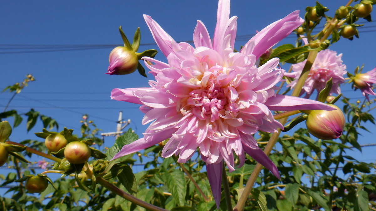 f:id:cafelegume:20201207213132j:plain