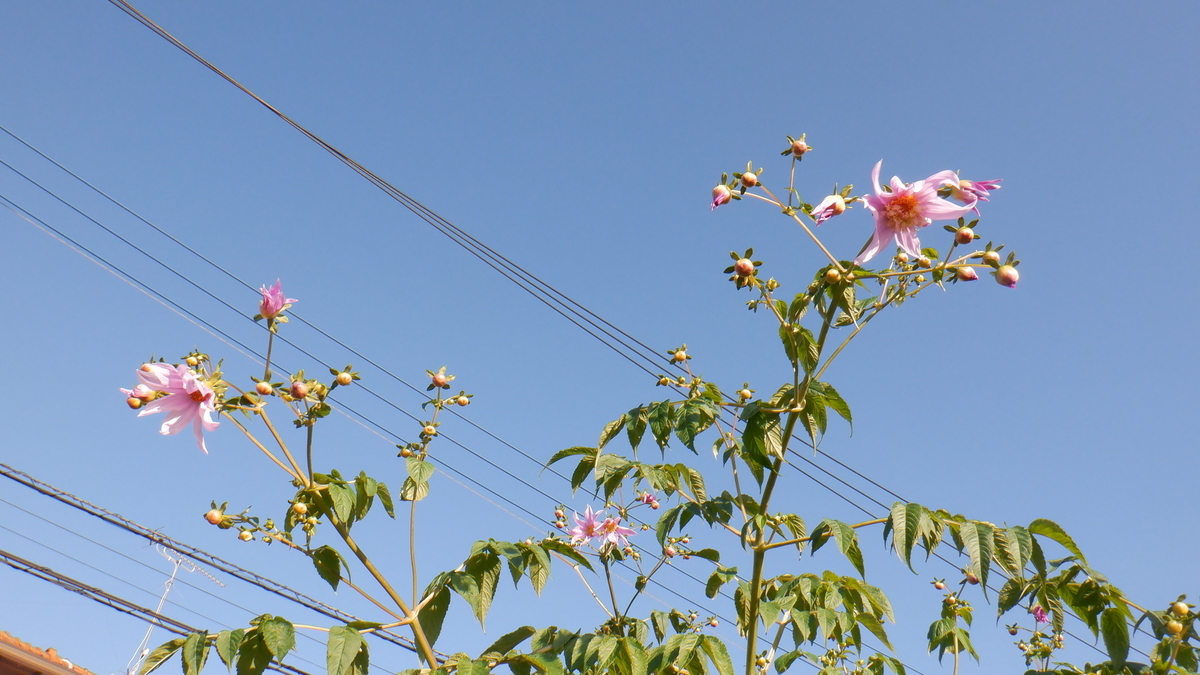 f:id:cafelegume:20201207213301j:plain