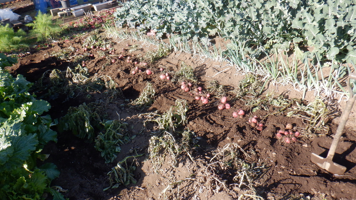 f:id:cafelegume:20201207215241j:plain