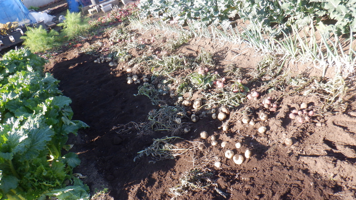 f:id:cafelegume:20201207215403j:plain