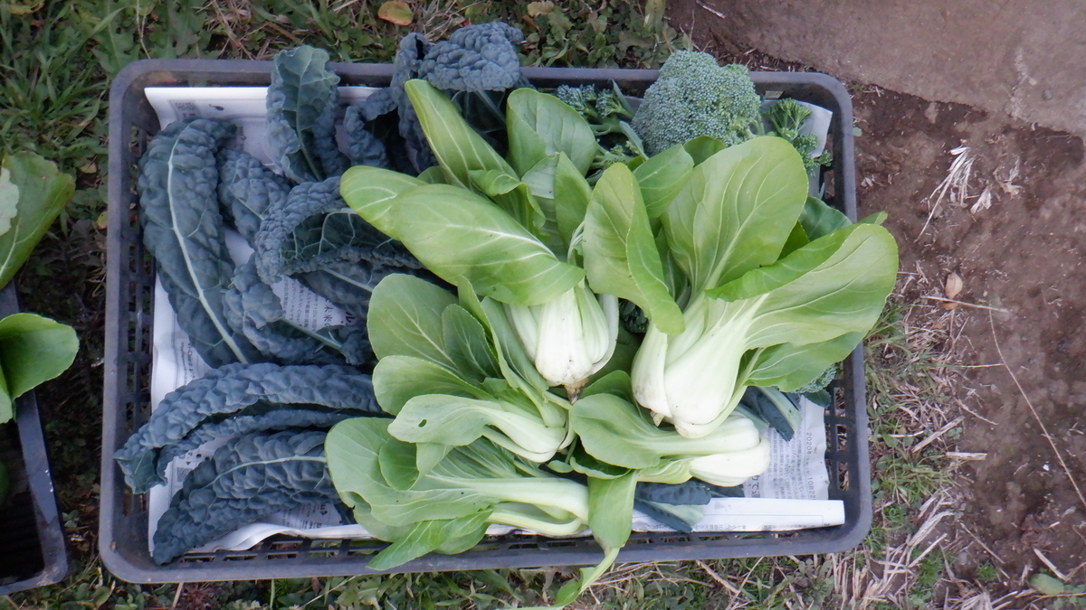 f:id:cafelegume:20201207222303j:plain