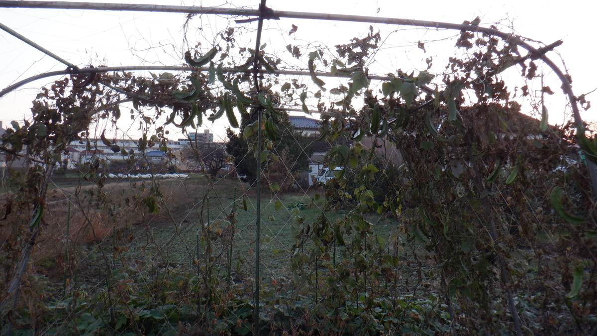 f:id:cafelegume:20201207224629j:plain