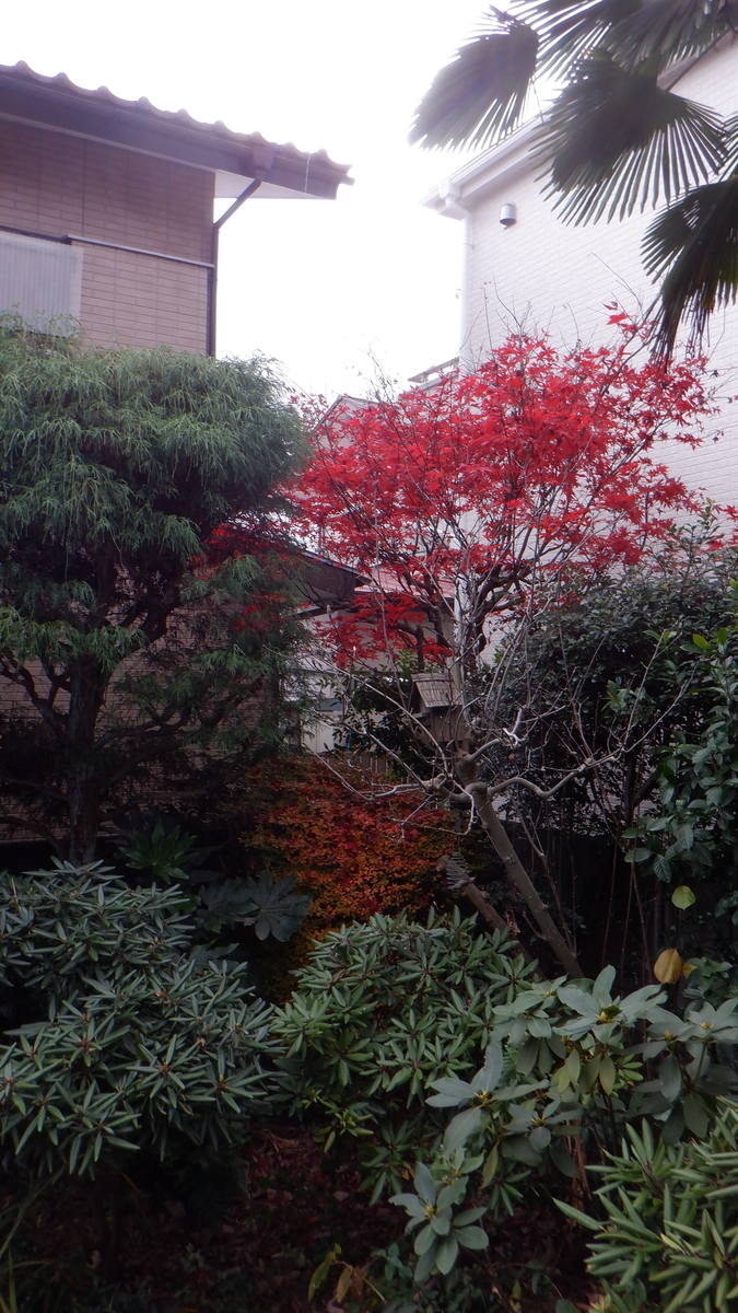 f:id:cafelegume:20201208212648j:plain