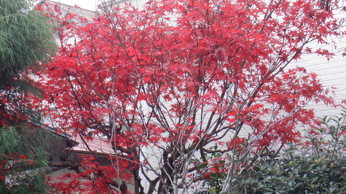 f:id:cafelegume:20201208212808j:plain