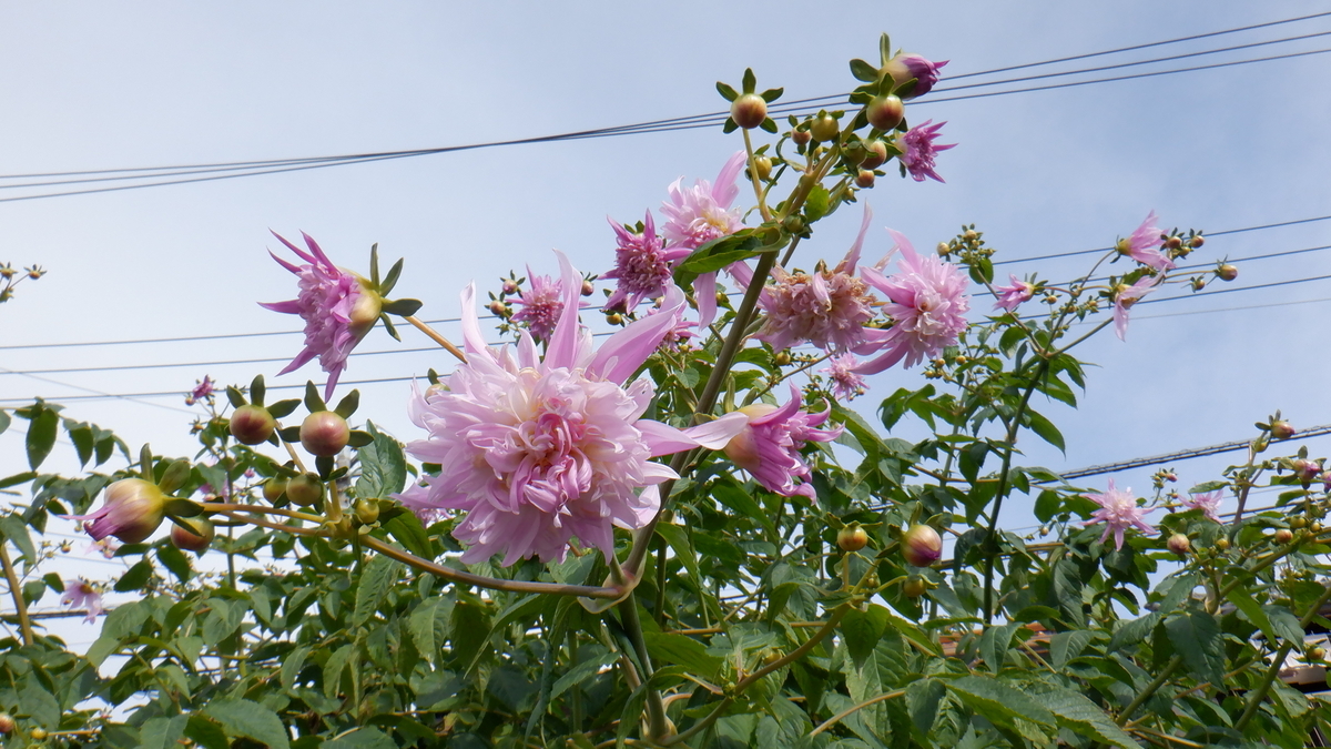 f:id:cafelegume:20201214202106j:plain