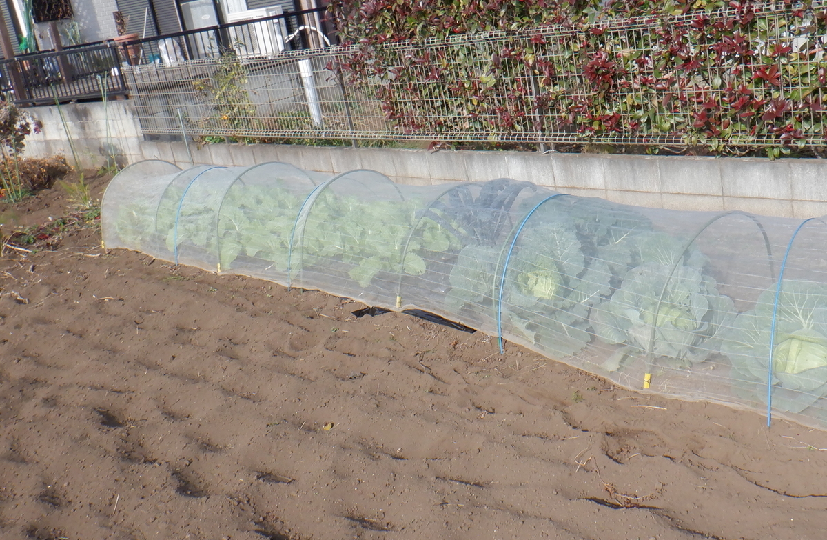 f:id:cafelegume:20201214205502j:plain