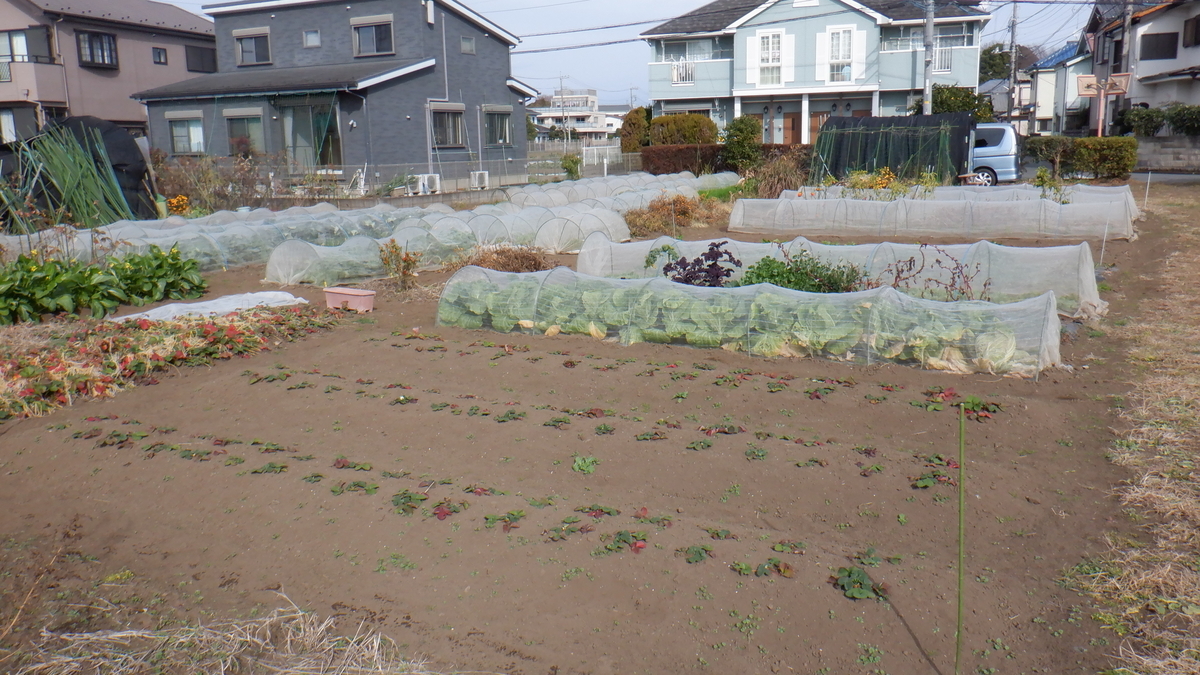 f:id:cafelegume:20201214210351j:plain