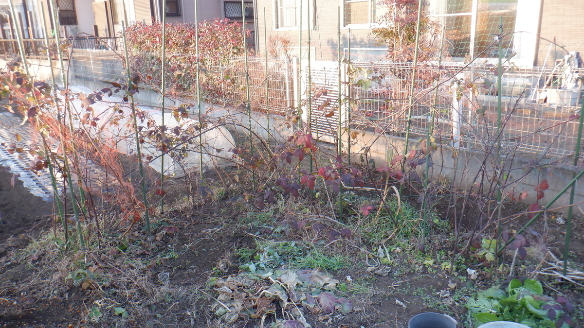 f:id:cafelegume:20201226230855j:plain