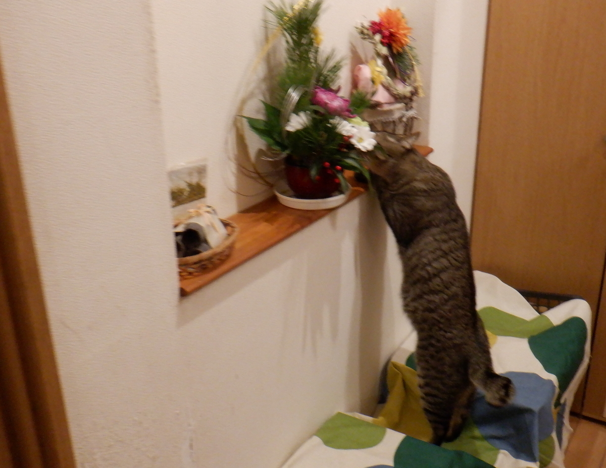 f:id:cafelegume:20210108223628j:plain