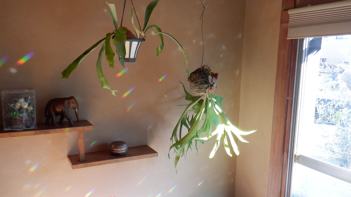 f:id:cafelegume:20210110212901j:plain