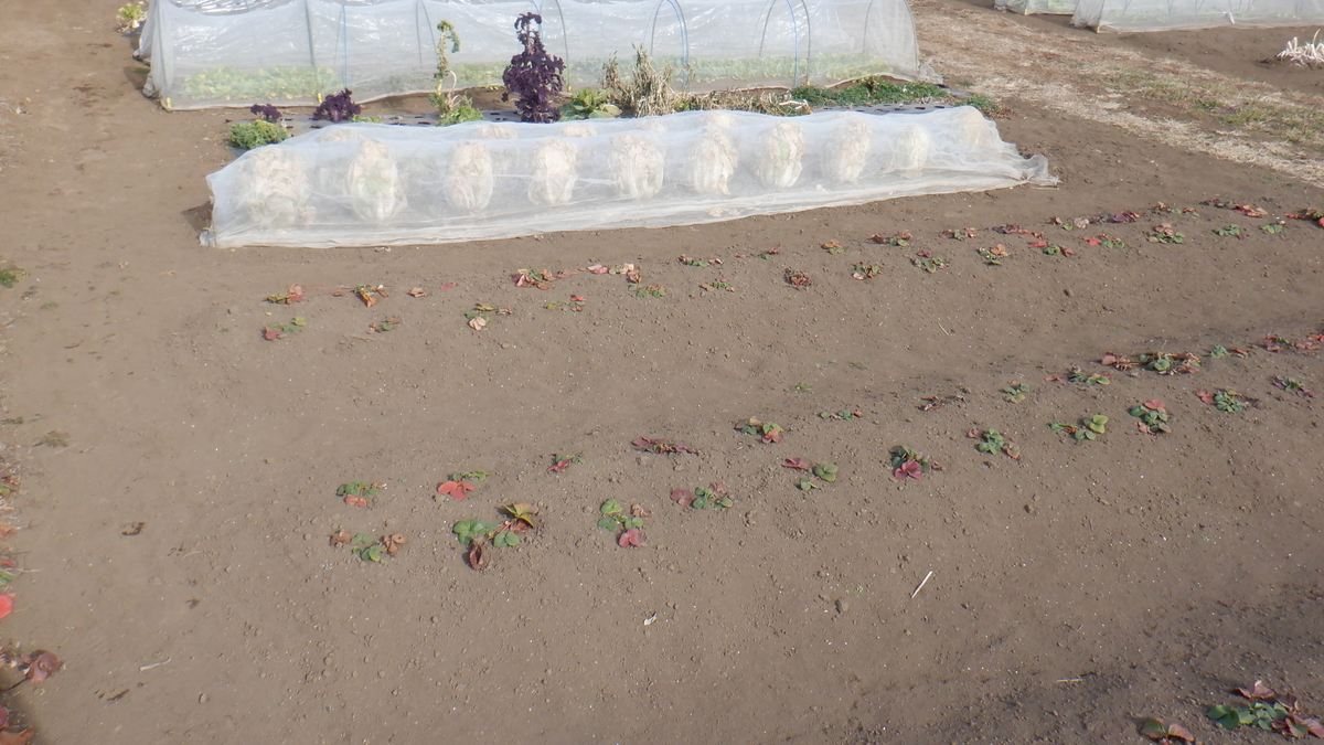 f:id:cafelegume:20210122211630j:plain