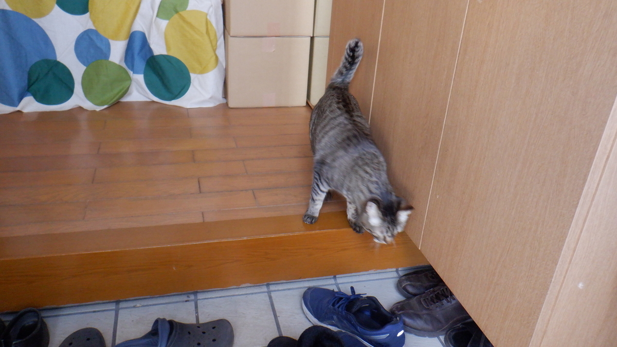 f:id:cafelegume:20210129221248j:plain