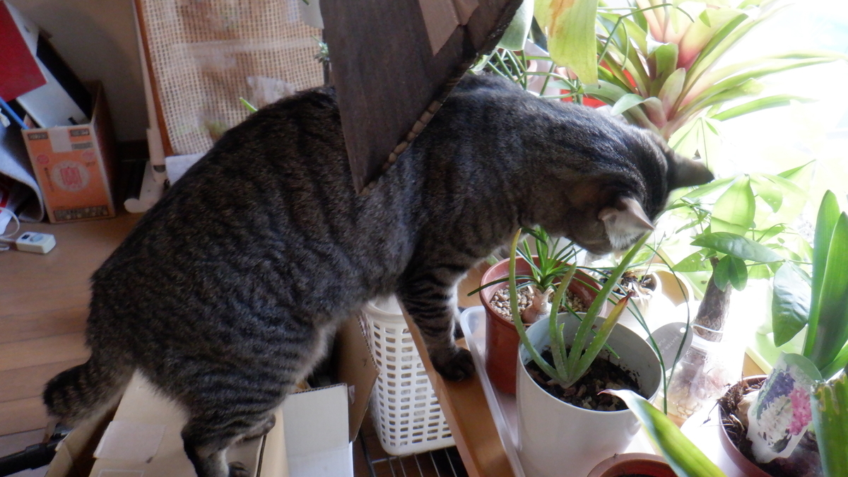 f:id:cafelegume:20210130233721j:plain