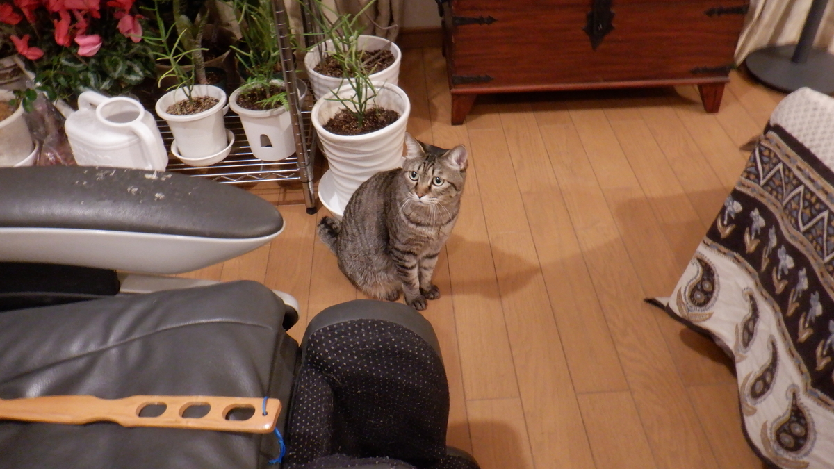 f:id:cafelegume:20210214220406j:plain