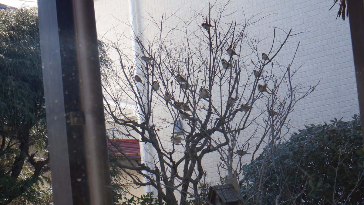 f:id:cafelegume:20210216214745j:plain