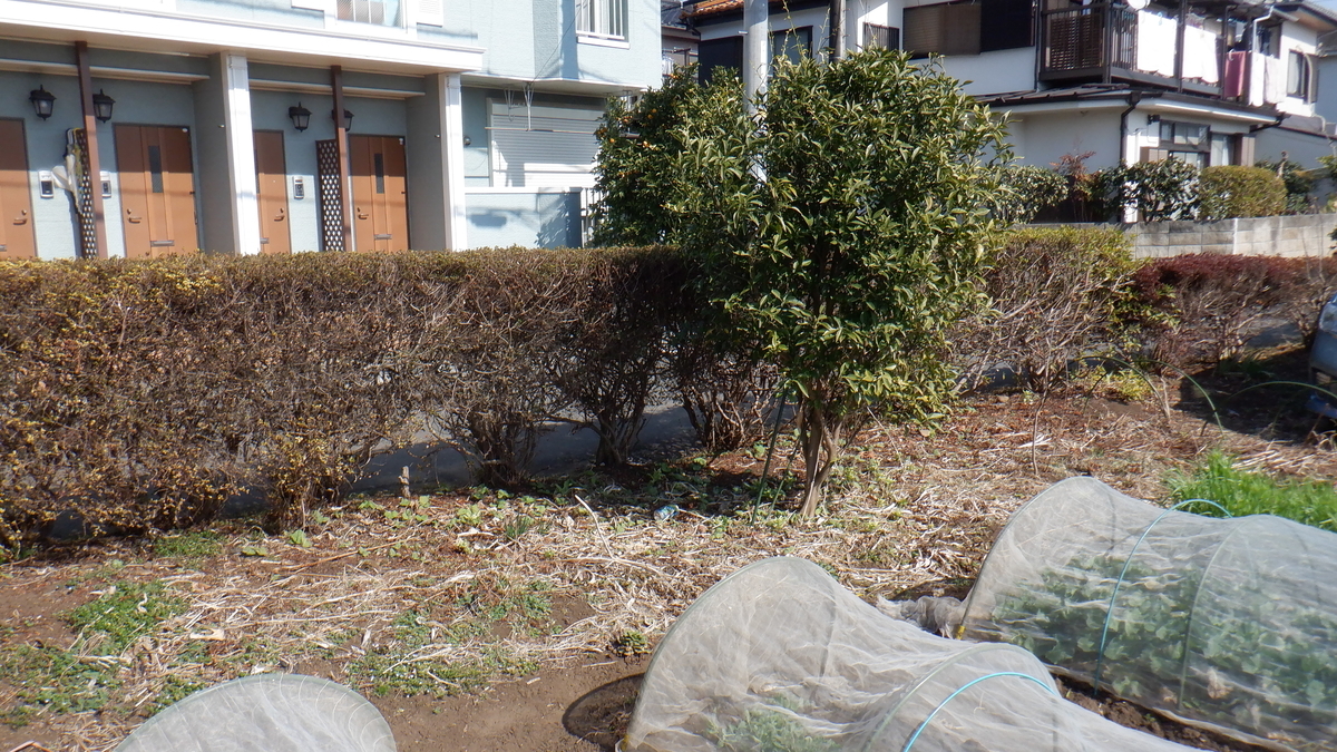 f:id:cafelegume:20210222214942j:plain