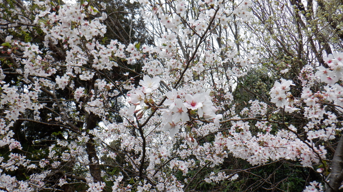 f:id:cafelegume:20210402223143j:plain