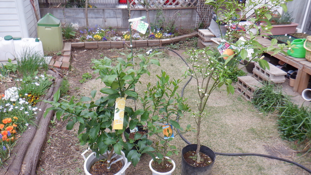f:id:cafelegume:20210402231726j:plain