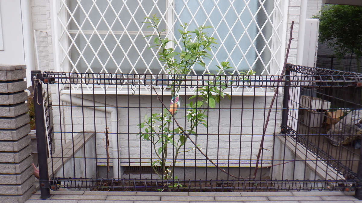 f:id:cafelegume:20210404225810j:plain