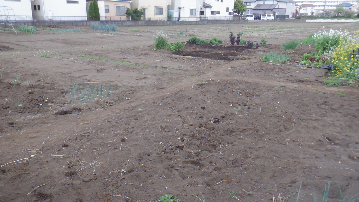 f:id:cafelegume:20210408214910j:plain