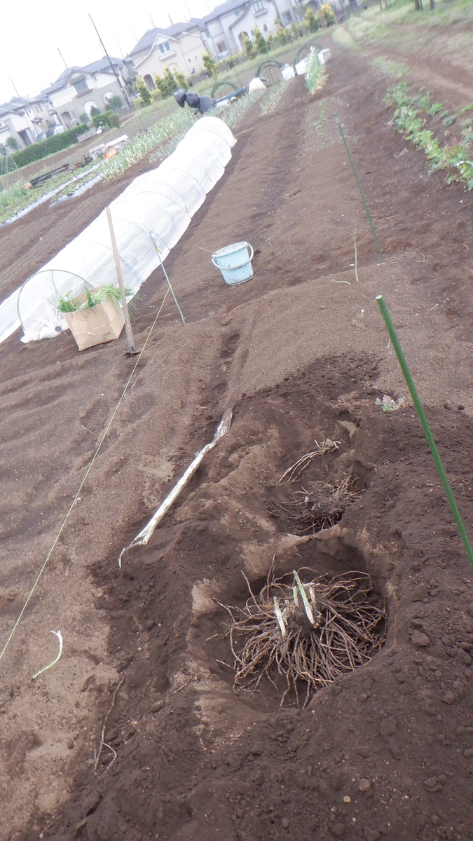 f:id:cafelegume:20210413205302j:plain