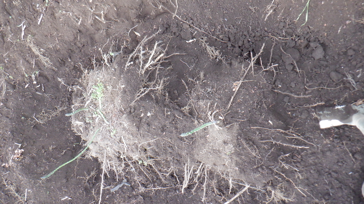 f:id:cafelegume:20210413205815j:plain