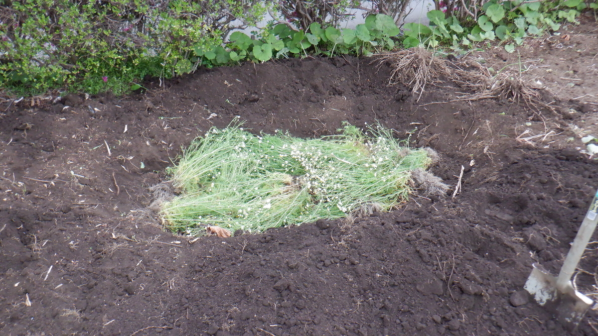 f:id:cafelegume:20210413210502j:plain