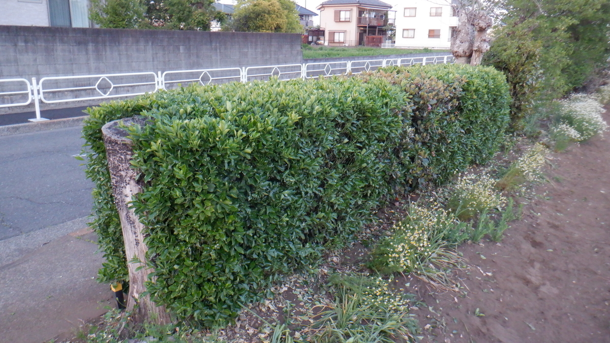 f:id:cafelegume:20210427223932j:plain
