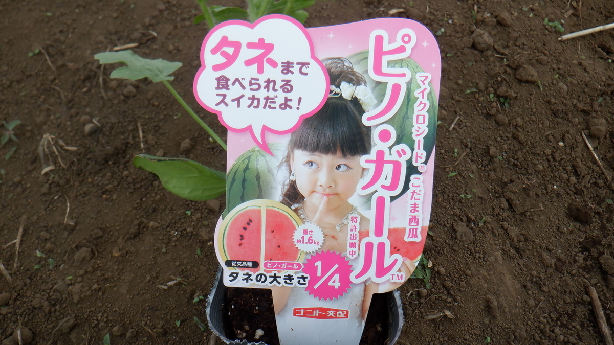 f:id:cafelegume:20210505234352j:plain