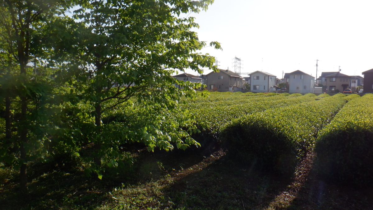 f:id:cafelegume:20210507193736j:plain