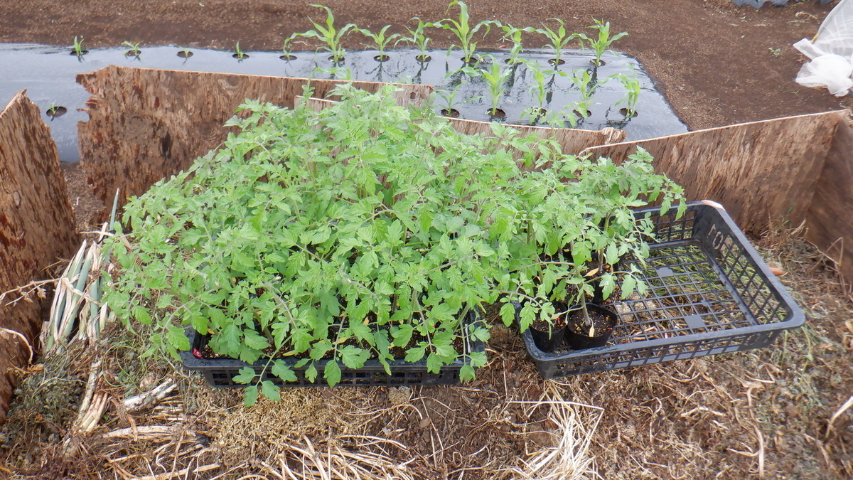 f:id:cafelegume:20210516202003j:plain