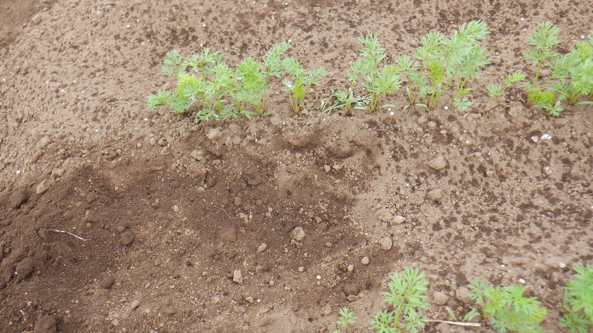 f:id:cafelegume:20210516203251j:plain