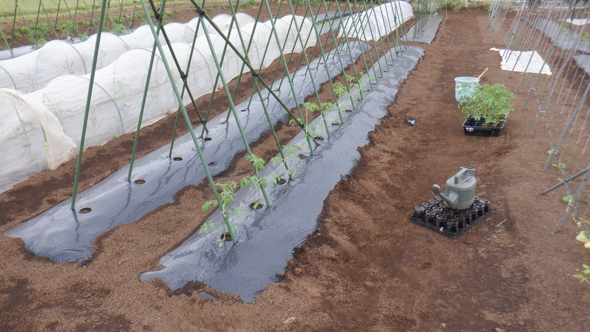 f:id:cafelegume:20210516225657j:plain