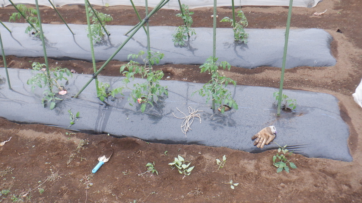 f:id:cafelegume:20210516232214j:plain