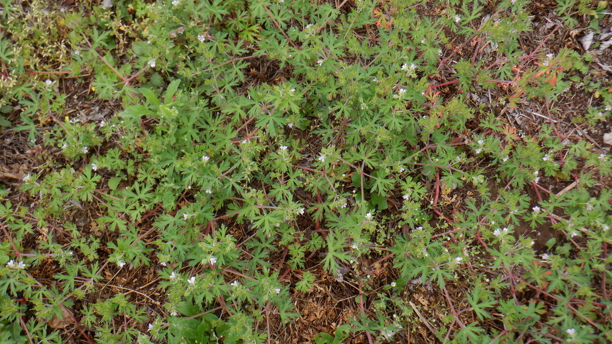 f:id:cafelegume:20210517234834j:plain