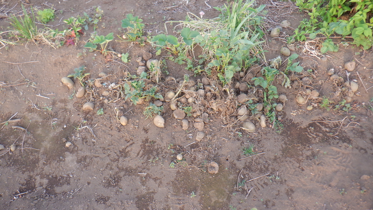 f:id:cafelegume:20210517235524j:plain