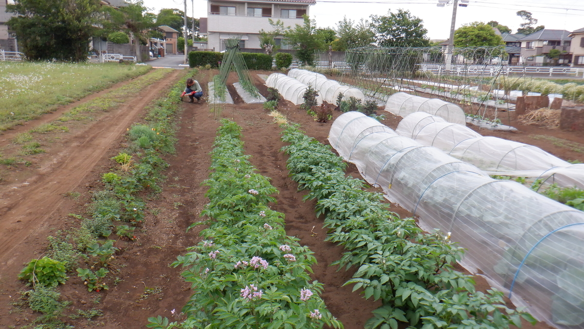 f:id:cafelegume:20210518000336j:plain