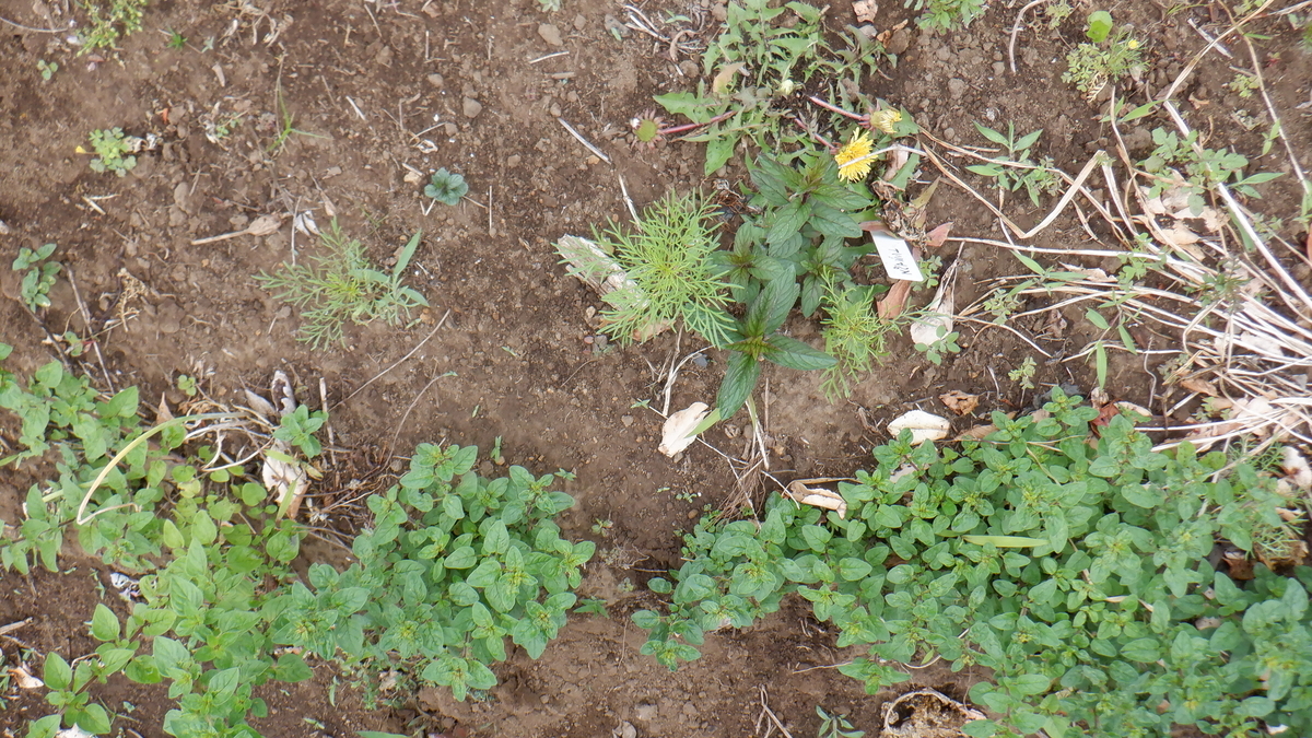 f:id:cafelegume:20210518000750j:plain