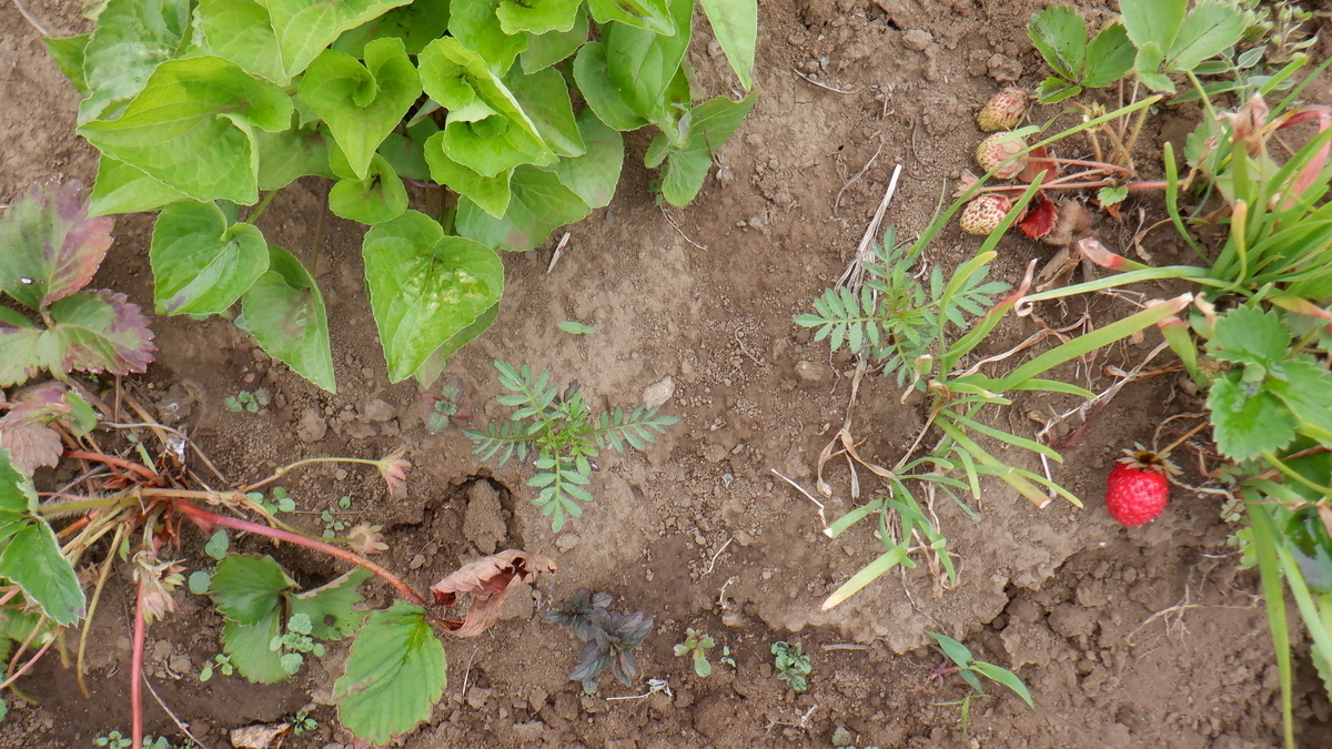 f:id:cafelegume:20210518000848j:plain