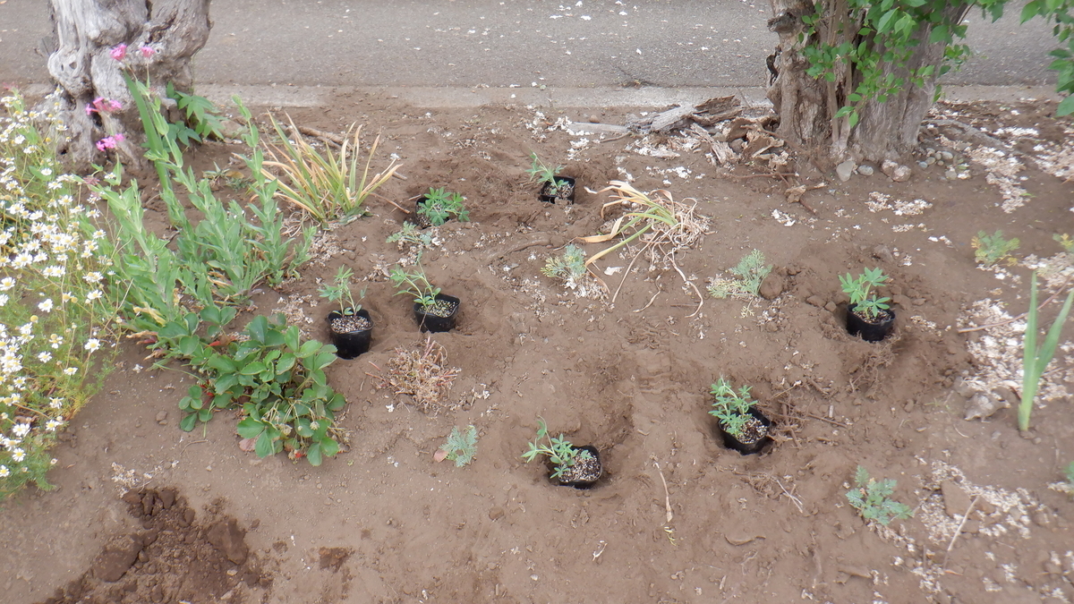 f:id:cafelegume:20210518001542j:plain