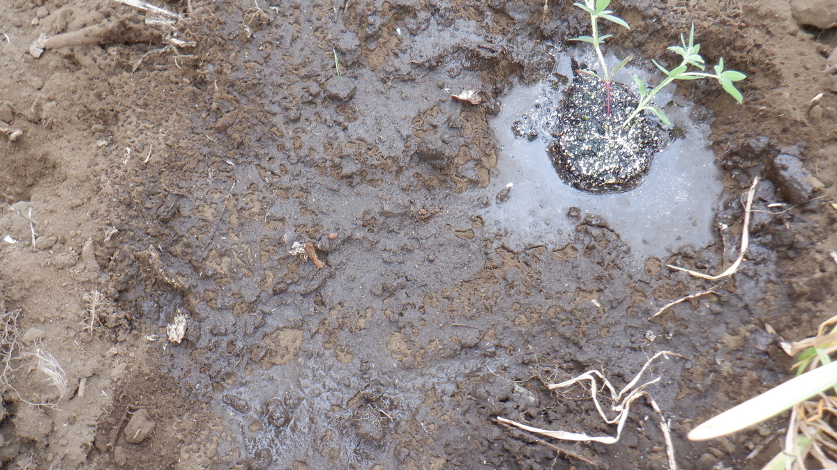 f:id:cafelegume:20210518001810j:plain