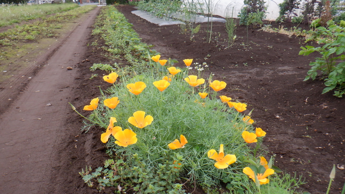 f:id:cafelegume:20210522193043j:plain