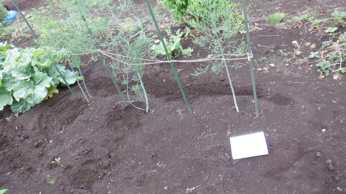 f:id:cafelegume:20210522193607j:plain