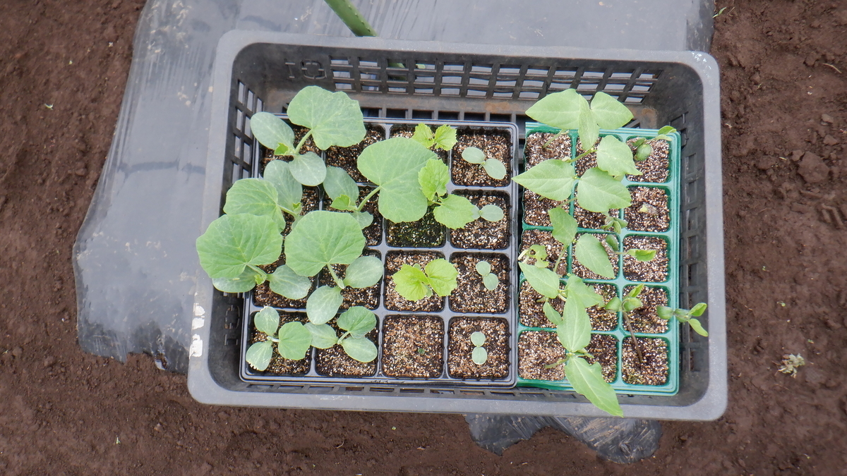 f:id:cafelegume:20210522194146j:plain