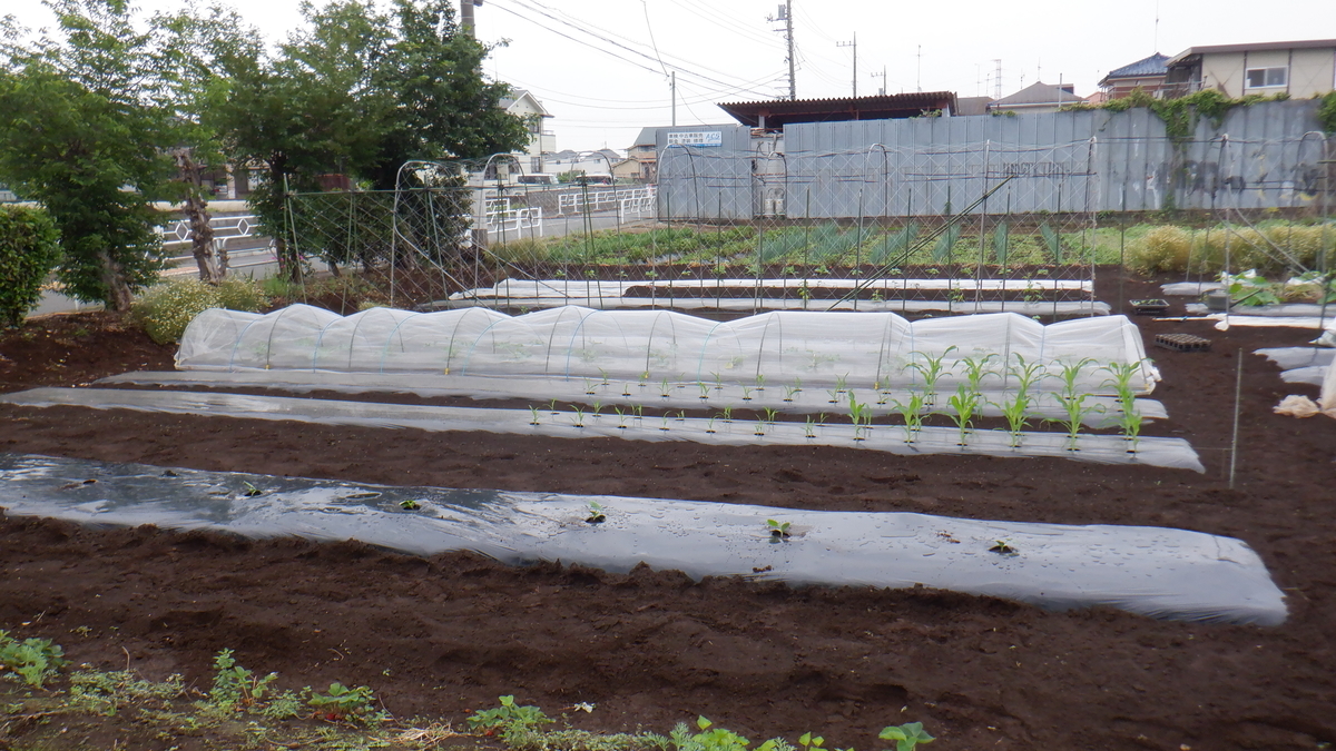 f:id:cafelegume:20210522194334j:plain