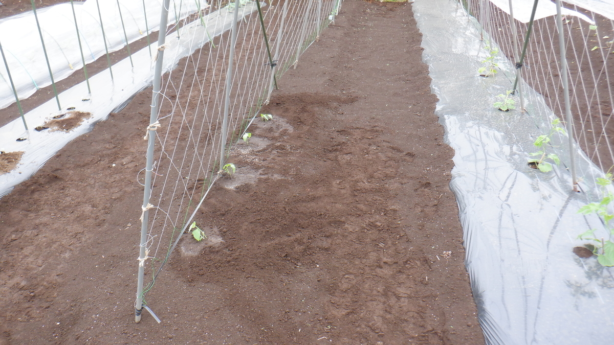 f:id:cafelegume:20210522194557j:plain