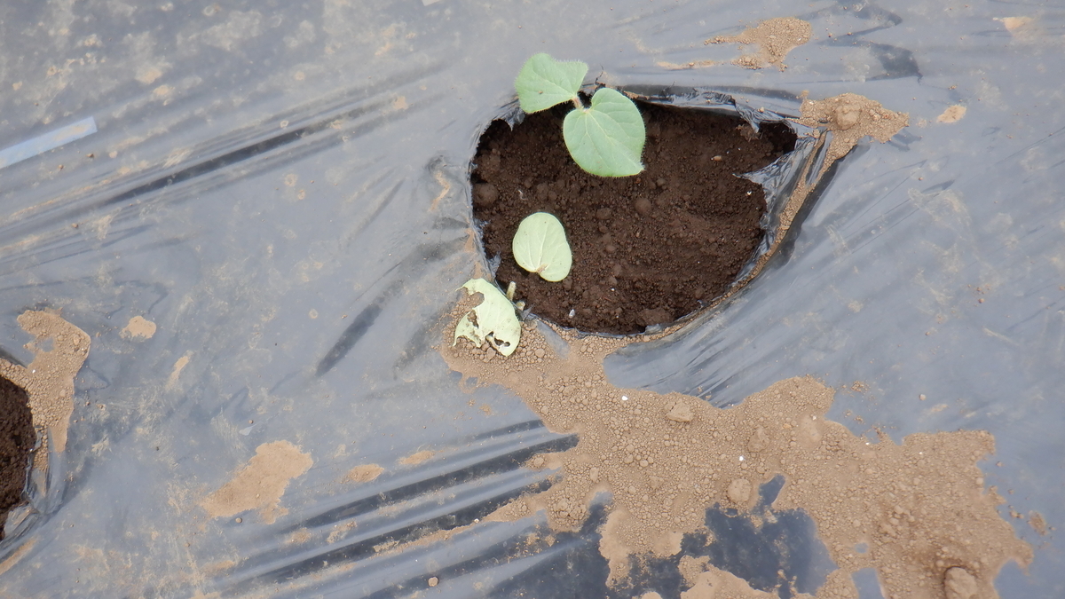 f:id:cafelegume:20210522194802j:plain