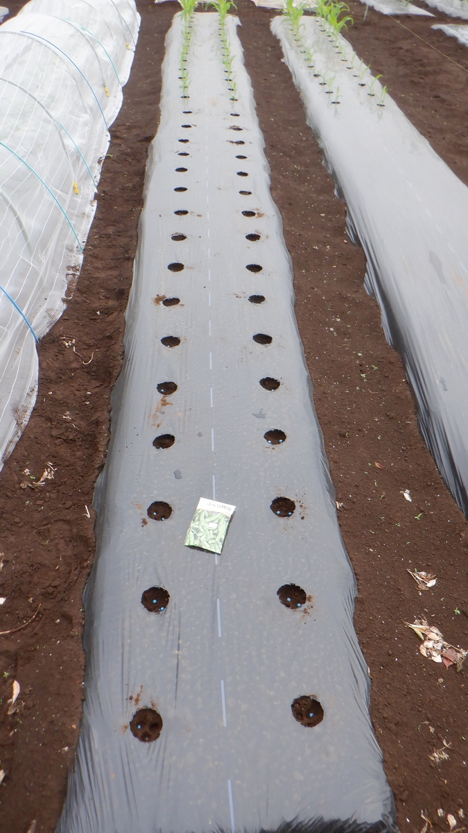 f:id:cafelegume:20210522200029j:plain